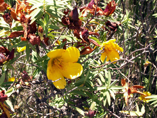 Hypericum lanceolatum Lam. subsp. angustifolium (Lam.) N. Robson.