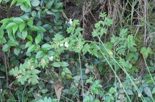 Rubus rosifolius Sm.