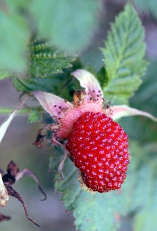 Rubus rosifolius Sm. Fruit.