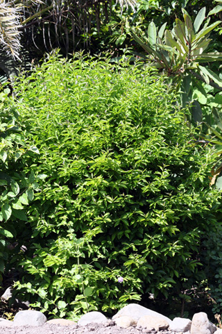 Brunfelsia uniflora. Franciscéa.