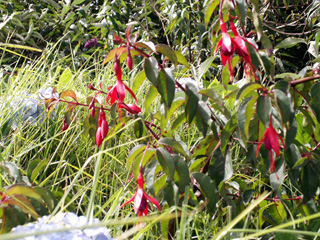 Fuchsia de Magellan ou Ti zanneau. Fuchsia magellanica Lam.