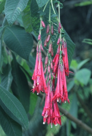 Fuchsia boliviana Carrière.