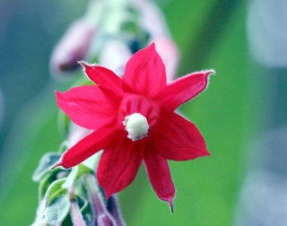 Fuchsia boliviana Carrière. Fleur.