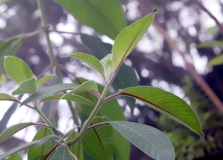 Fuchsia boliviana Carrière. Feuilles.