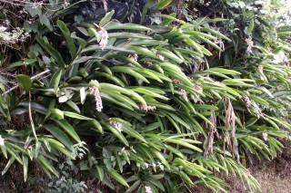 Alpinia zerumbet, Gingembre coquille.