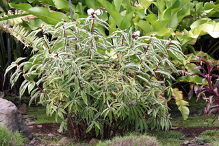 Cheilocostus Speciosus variegatus. Gingembre crêpe panaché.