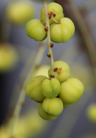 Phyllanthus acidus. Girimbellier, fruit girimbelle.