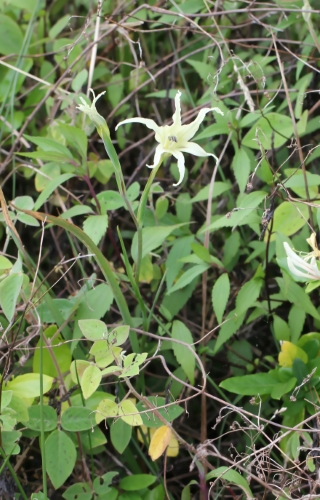 Gladiolus undulatus L.