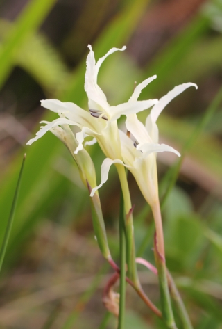 Gladiolus undulatus L.