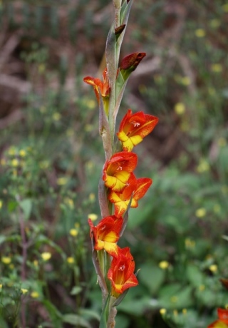 Gladiolus dalenii Van Geel.