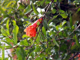 Fleur Punica granatum.