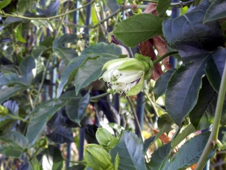 Passiflora edulis. Grenadille Fruit de La Passion.
