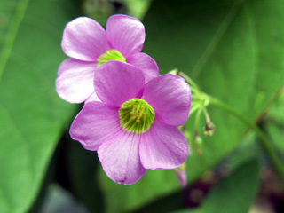 Oxalis latifolia Kunth. Fleur.