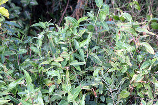 Grosse herbe de l'eau - Commelina benghalensis.