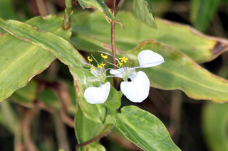 Fleur Commelina benghalensis.
