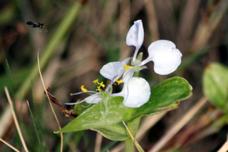 Fleur Commelina benghalensis Linnaeus.