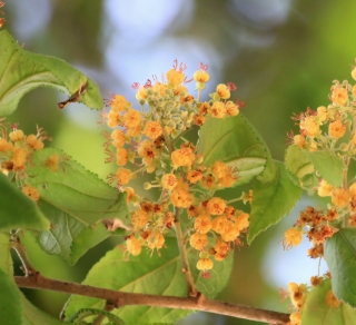 Fleurs Guazuma ulmifolia Lam.