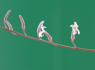 Fleurs Haworthia fasciata.