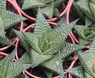Haworthiopsis limifolia (Marloth) GDRowle.