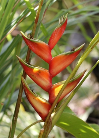 Heliconia bihai (L.) L.