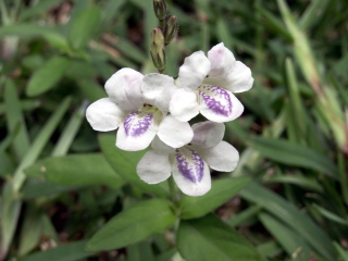 Asystasia gangetica. Fleurs.