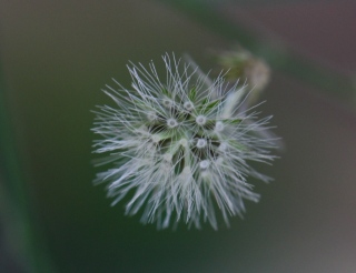 Cyanthillium cinereum (L.) H.Rob.