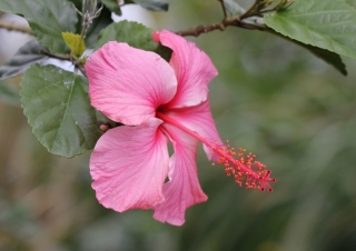 Hibiscus rosa-sinensis L.