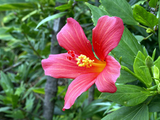 Hibiscus boryanus DC. Foulsapate marron ou Mahot bâtard.