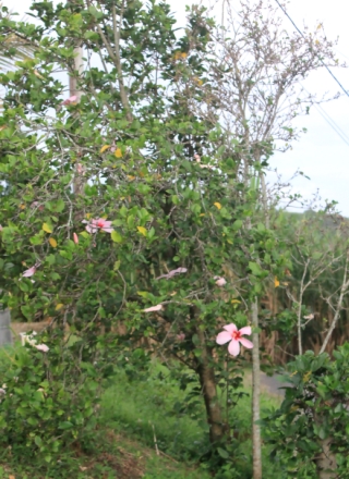 Hibiscus genevii.
