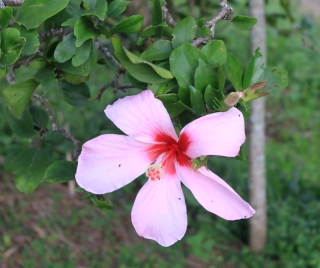 Hibiscus genevii.