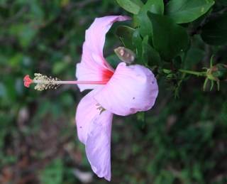 Fleur Hibiscus genevii.