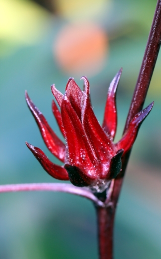Hibiscus sabdariffa L. Oseille de Guinée. Karkadé.