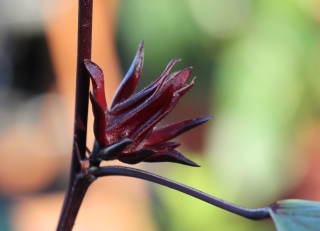 Hibiscus sabdariffa L.