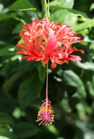 Hibiscus schizopetalus (Dyer) Hook.f.