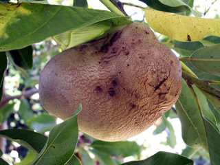 Dioscorea bulbifera L. Hoffe ou Pomme en l'air.