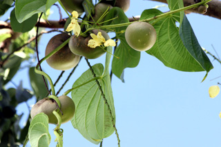 Dioscorea bulbifera L. Hoffe ou Pomme en l'air.