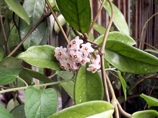 Hoya carnosa (L. f.) R. Br. Fleur de porcelaine. Fleur de cire.