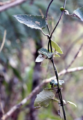 Humbertacalia tomentosa. Liane blanche.