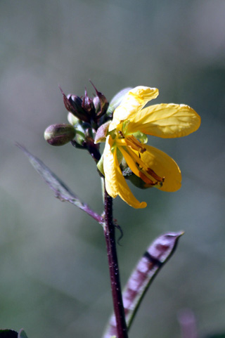 Senna occidentalis. Fleur.