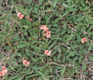 Indigofera diversifolia DC.