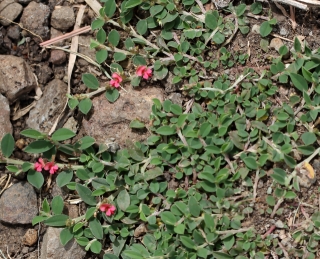 Indigofera linifolia (L. f.) Retz.