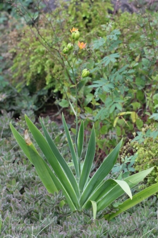 Iris domestica (L.) Goldblatt & Mabb.