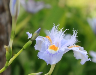 Iris japonica Thunb. Fleur.