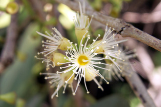 Fleur : Jamblon ou jamelonier - Syzygium cumini ou Syzygium jambolanum