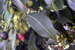 Syzygium cumini (L.) Skeels.