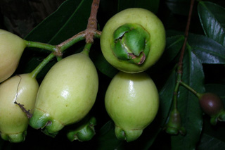 Jamrosat ou jambrosade - Syzygium jambos. Fruit flore de La Réunion.