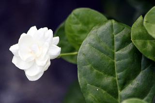 Jasminum sambac (L.) Aiton.