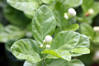 Jasminum sambac (L.) Aiton.
