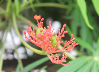 Jatropha multifida, fleurs.