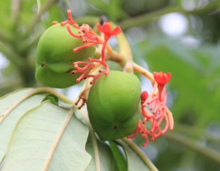 Jatropha multifida, fruits.